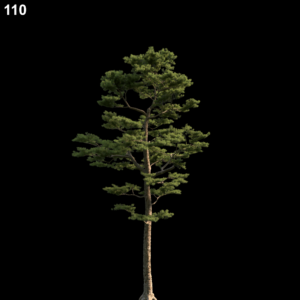Pine Tree Proxy Model for SketchUp with V-Ray
