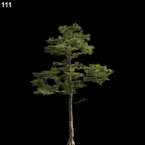 Pine Tree Model for SketchUp with V-Ray
