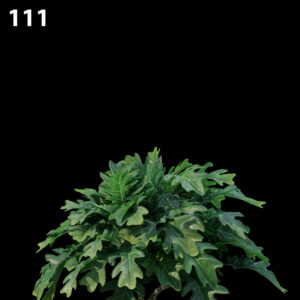 Philodendron Xanadu Proxy Model