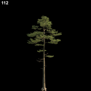 Pine Tree Proxy Model for SketchUp with V-Ray