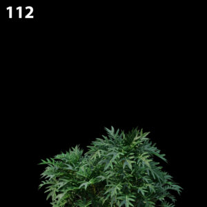 Philodendron Xanadu Proxy Model for SketchUp