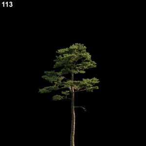 Pine Tree Proxy Model for SketchUp with V-Ray