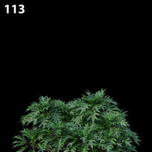 Philodendron Xanadu Proxy Model