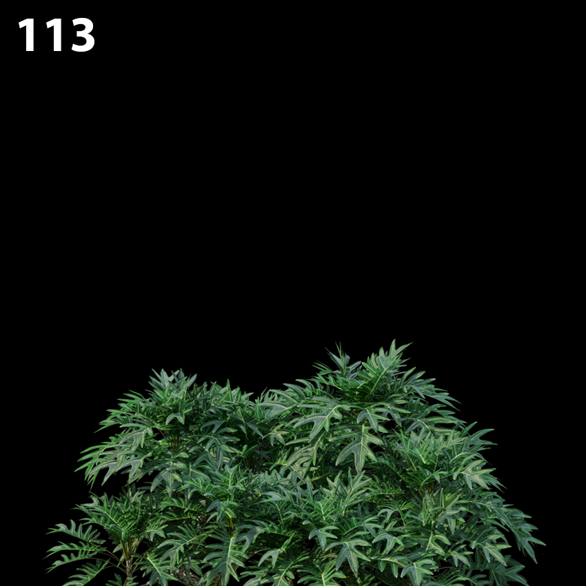 Philodendron Xanadu Proxy Model