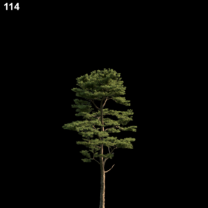 Pine Tree Proxy Model for SketchUp with V-Ray