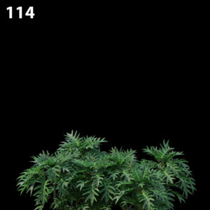 Philodendron Xanadu Proxy Model for SketchUp with V-Ray