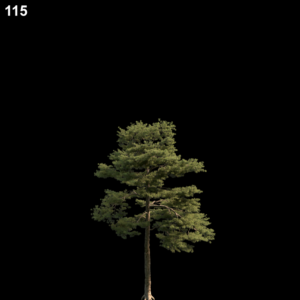 Pine Tree Proxy Model for SketchUp with V-Ray