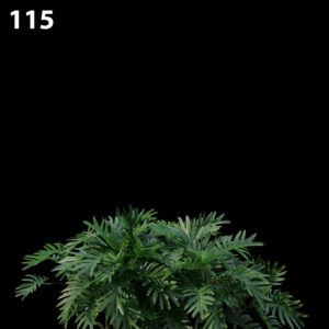 Philodendron Xanadu Proxy Model for SketchUp