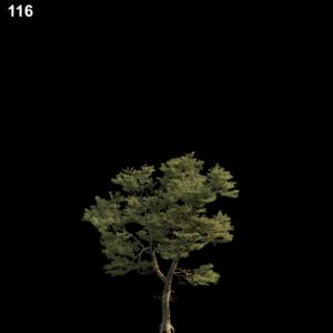 Pine Tree Proxy Model for SketchUp with V-Ray