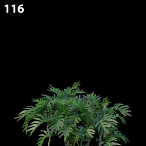 Philodendron Xanadu Proxy Model for SketchUp