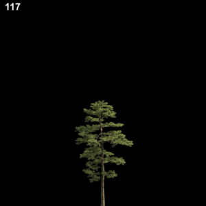 Pine Tree Proxy Model for SketchUp