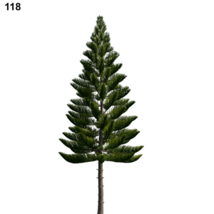 Araucaria Tree Proxy Model