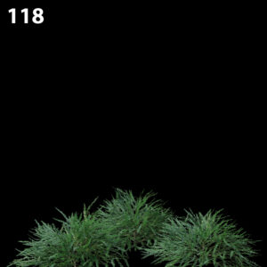 Phyllanthus Multiflora Proxy Model