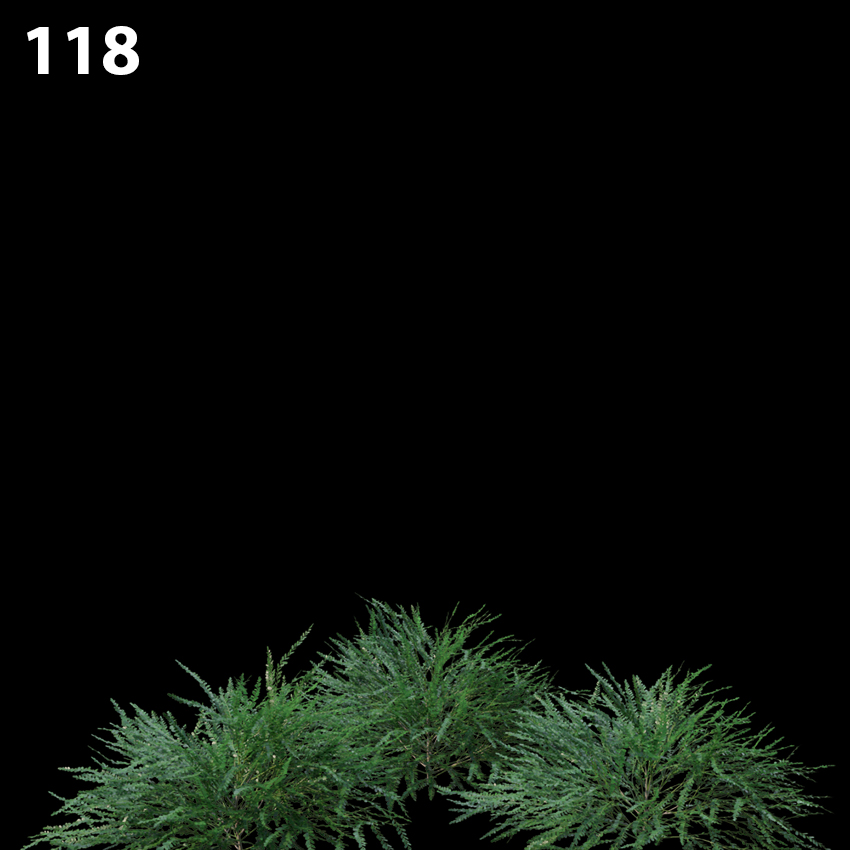 Phyllanthus Multiflora Proxy Model