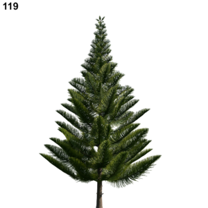 Araucaria Tree Proxy Model