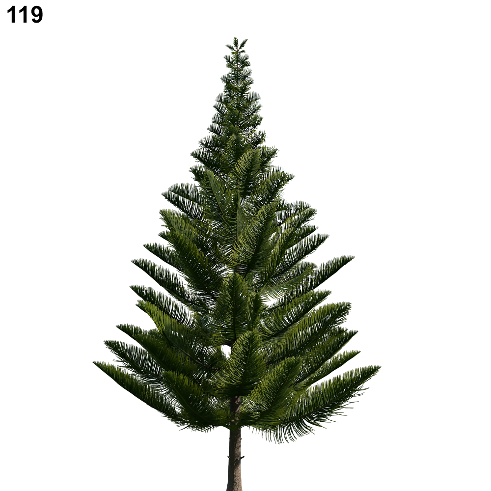 Araucaria Tree Proxy Model