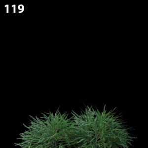 Phyllanthus Multiflora Proxy Model for SketchUp with V-Ray