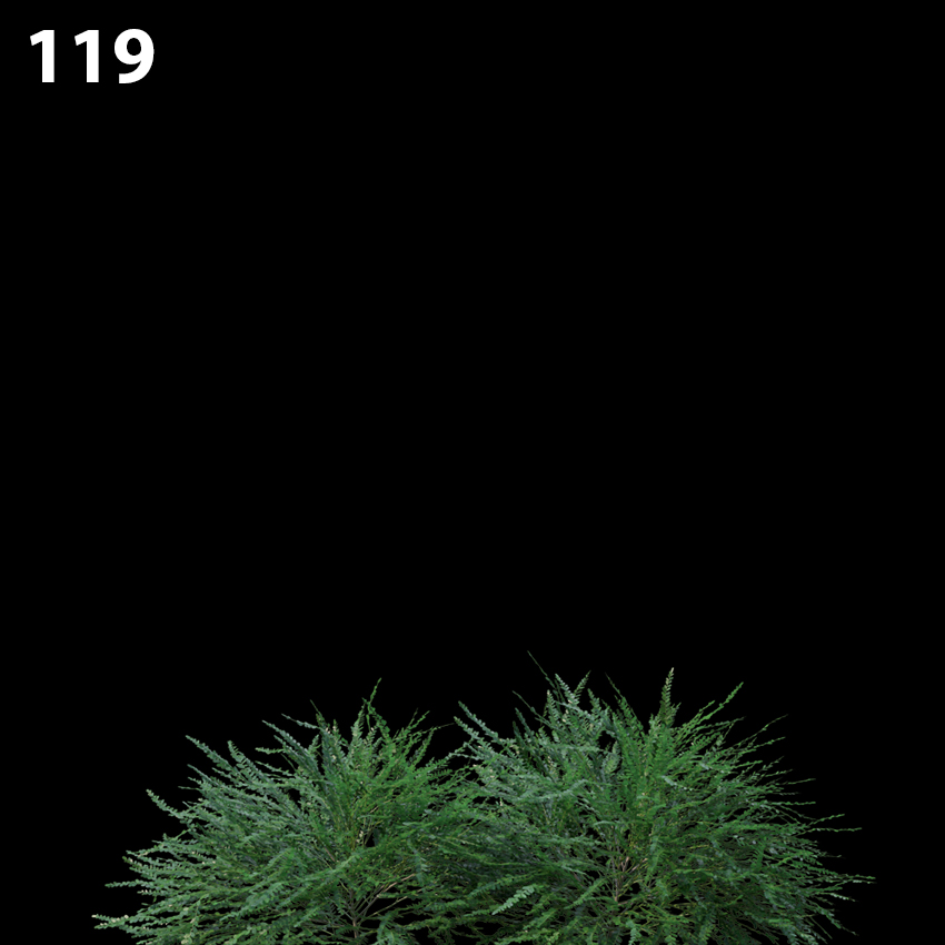 Phyllanthus Multiflora Proxy Model for SketchUp with V-Ray