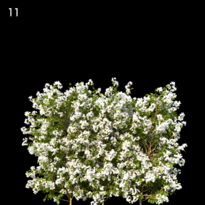 Bougainvillea Glabra