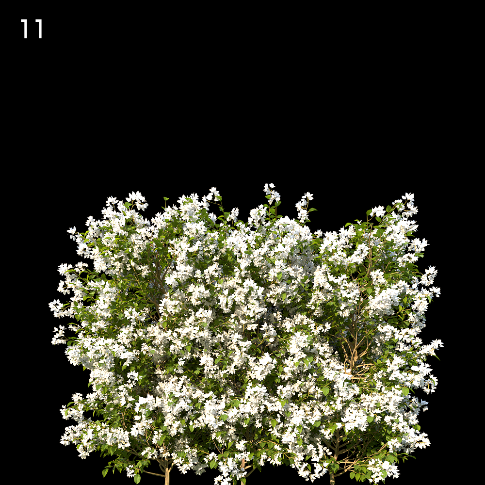 Bougainvillea Glabra