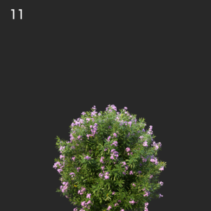 Nerium Oleander Proxy Model