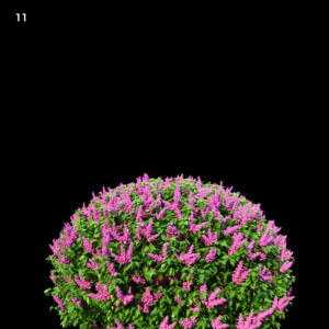Flowering Shrub Proxy Model for SketchUp with V-Ray