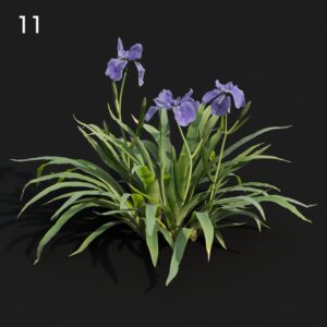 Iris Flower Proxy Model