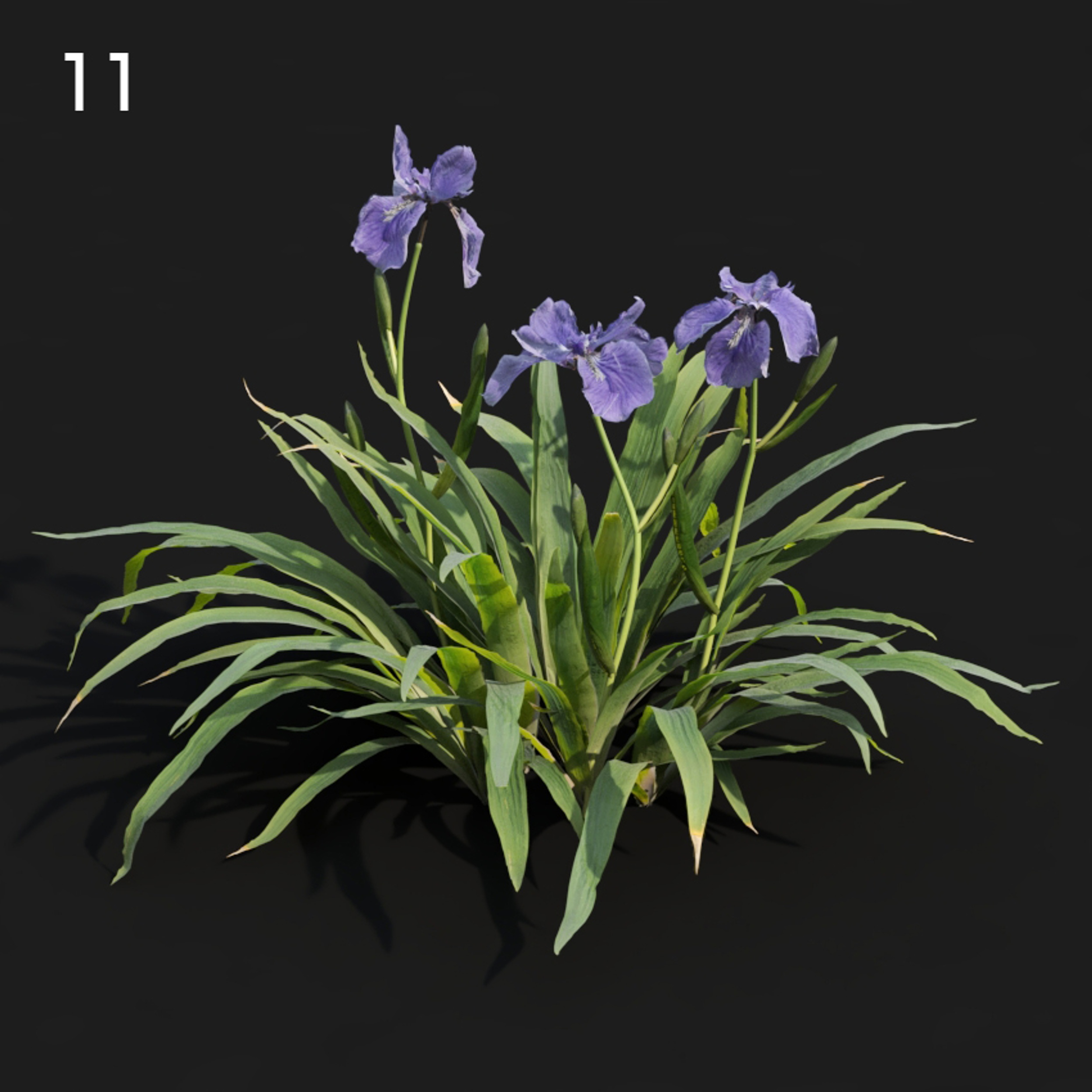 Iris Flower Proxy Model