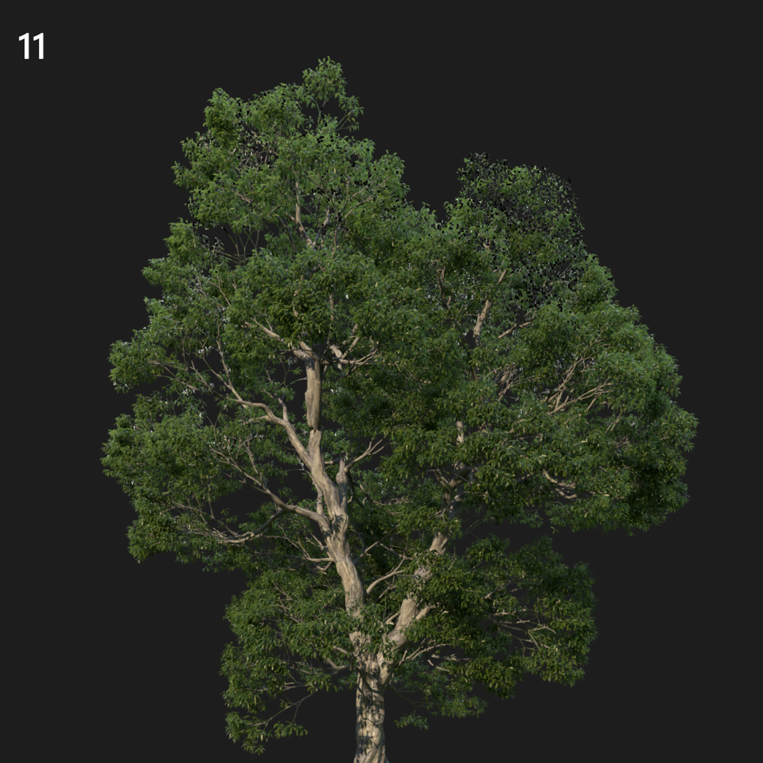 Castanea Sativa Proxy Model for SketchUp
