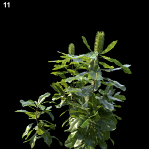 Banksia Robur Proxy Model