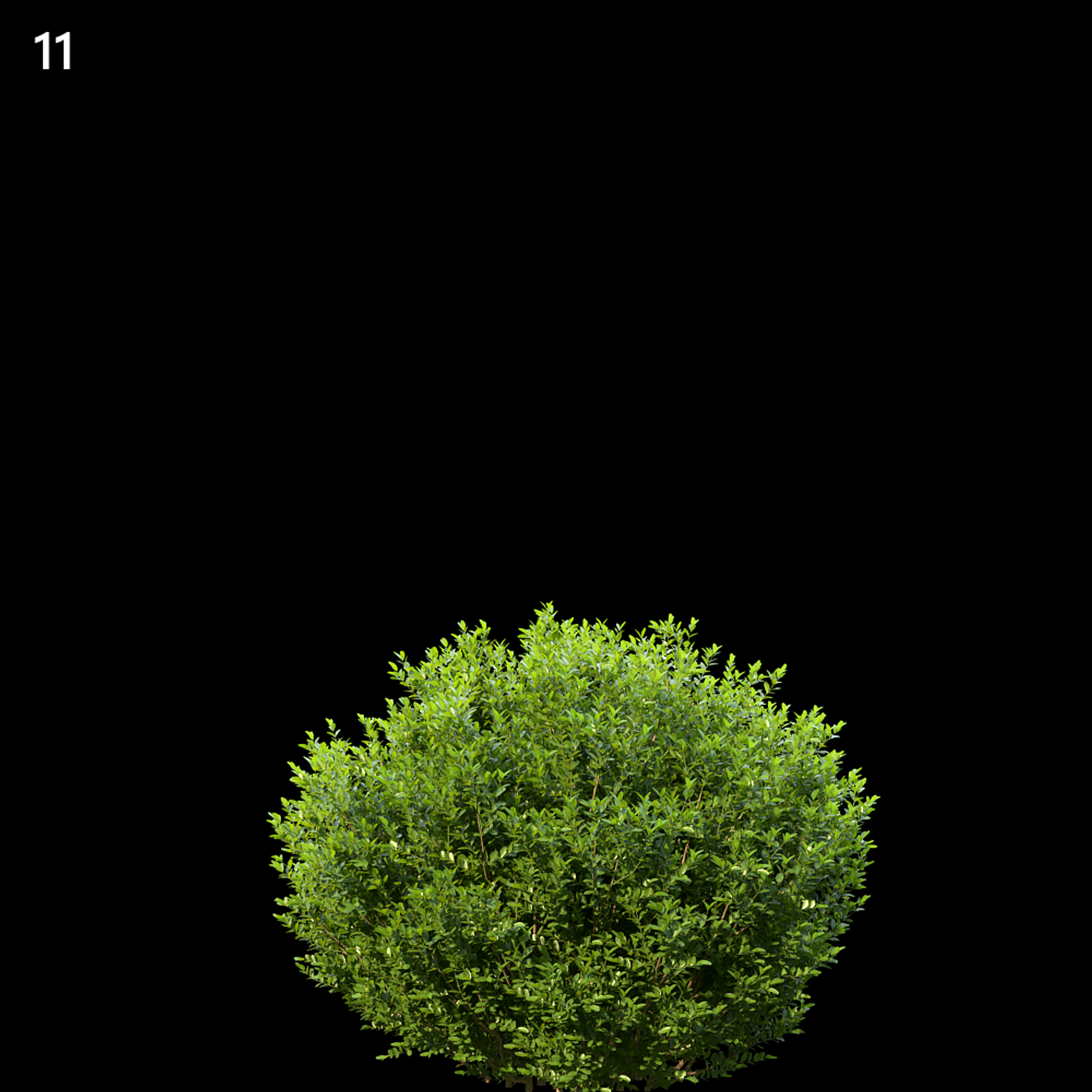 Buxus Sempervirens Proxy Model