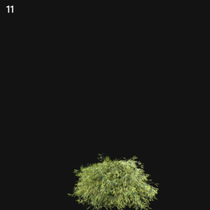 Filifera Aureai Proxy Model