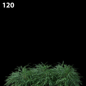 Phyllanthus Multiflora Proxy Model for SketchUp