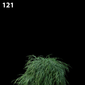 Phyllanthus Multiflora Proxy Model for SketchUp