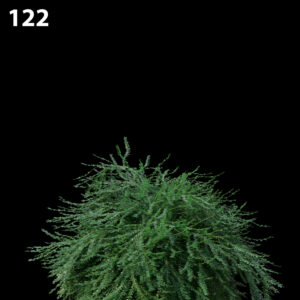 Phyllanthus Multiflora Proxy Model for SketchUp with V-Ray