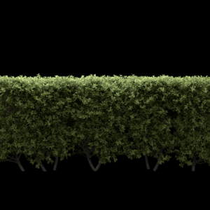 Buxus Sempervirens Hedge