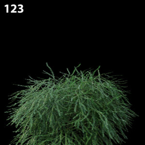 Phyllanthus Multiflora Proxy Model