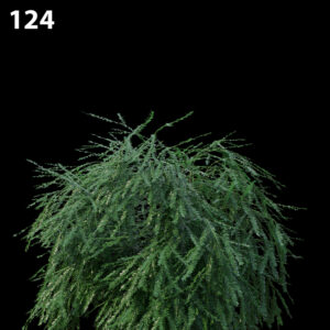 Phyllanthus Multiflora Proxy Model for SketchUp