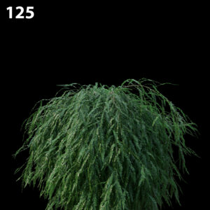 Phyllanthus Multiflora Proxy Model