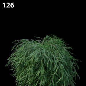 Phyllanthus Multiflora Proxy Model