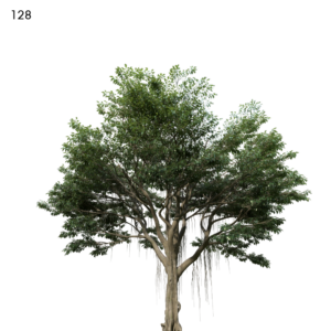 Ficus Microcarpa Tree Proxy Model