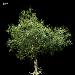Realistic Tree Proxy Model for SketchUp with V-Ray