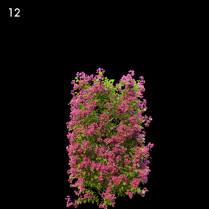 Bougainvillea Glabra