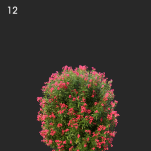 Oleander Proxy Model for SketchUp with V-Ray