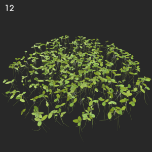 Lemna Minor Plant Proxy Model