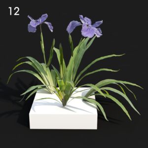 Iris Flower Proxy Model