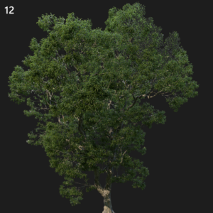 Chestnut Tree Proxy Model for SketchUp