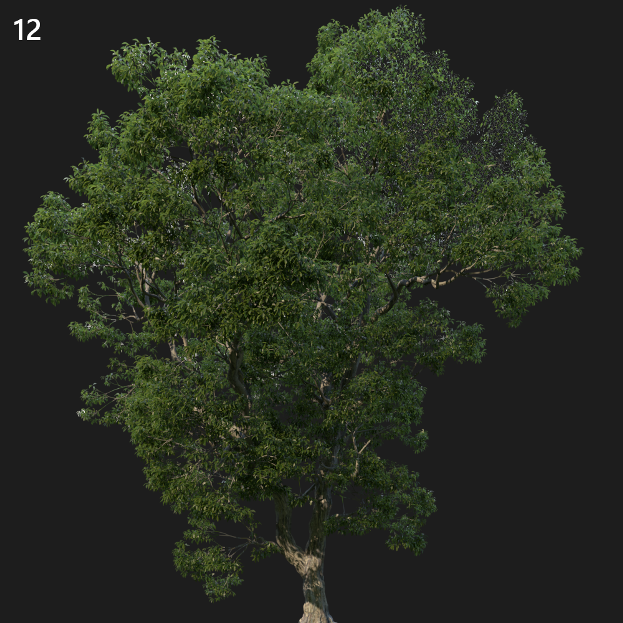 Chestnut Tree Proxy Model for SketchUp