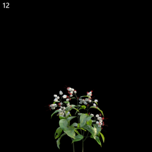 Clerodendrum Thomsoniae Proxy Model