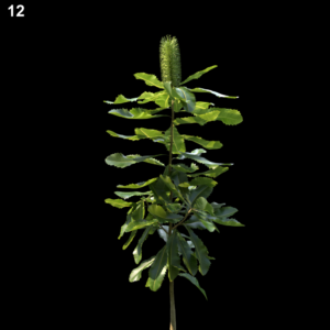 Banksia Robur Proxy Model